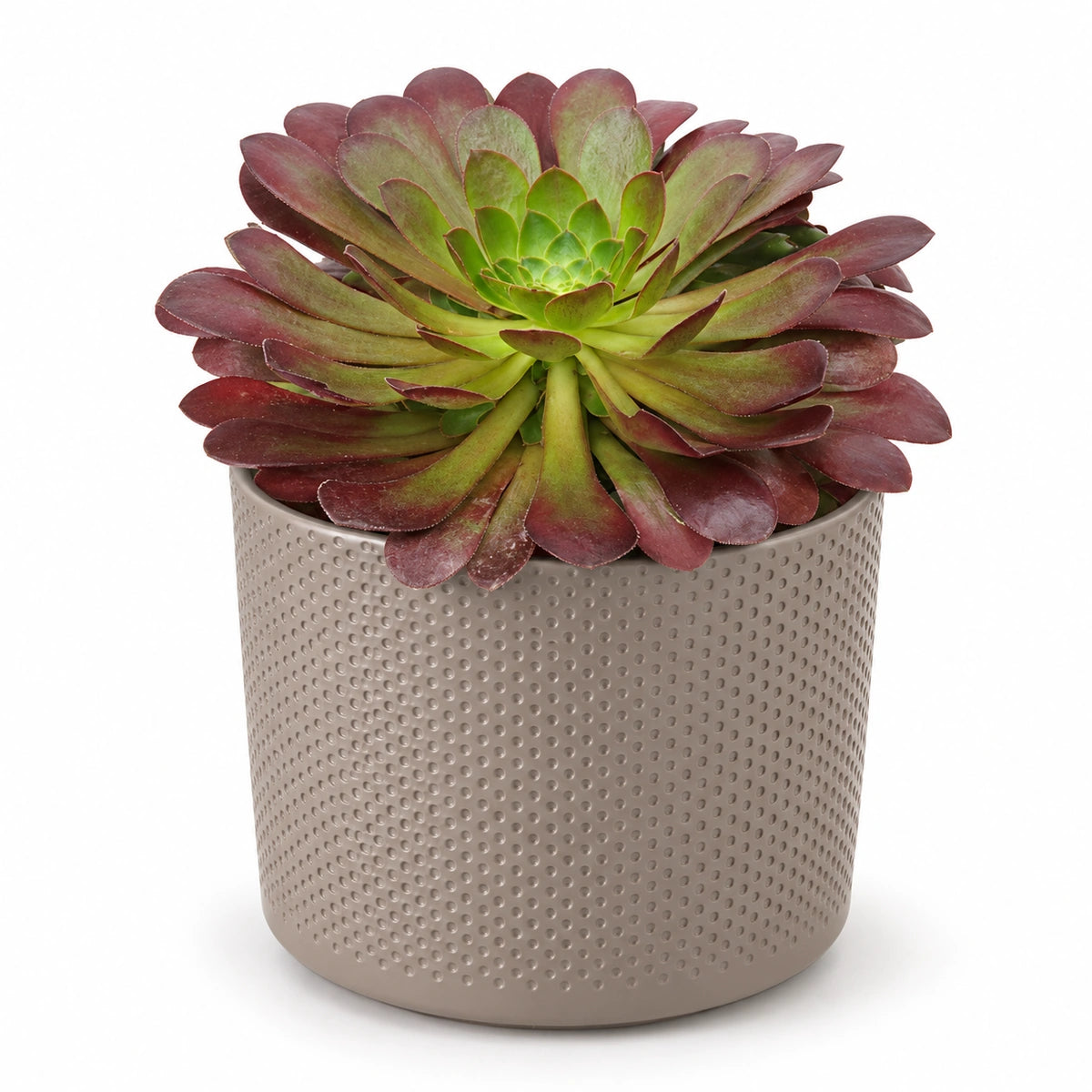 Semponium 'Sienna'® 15cm + Era taupe relief 15.5cm (1051629)