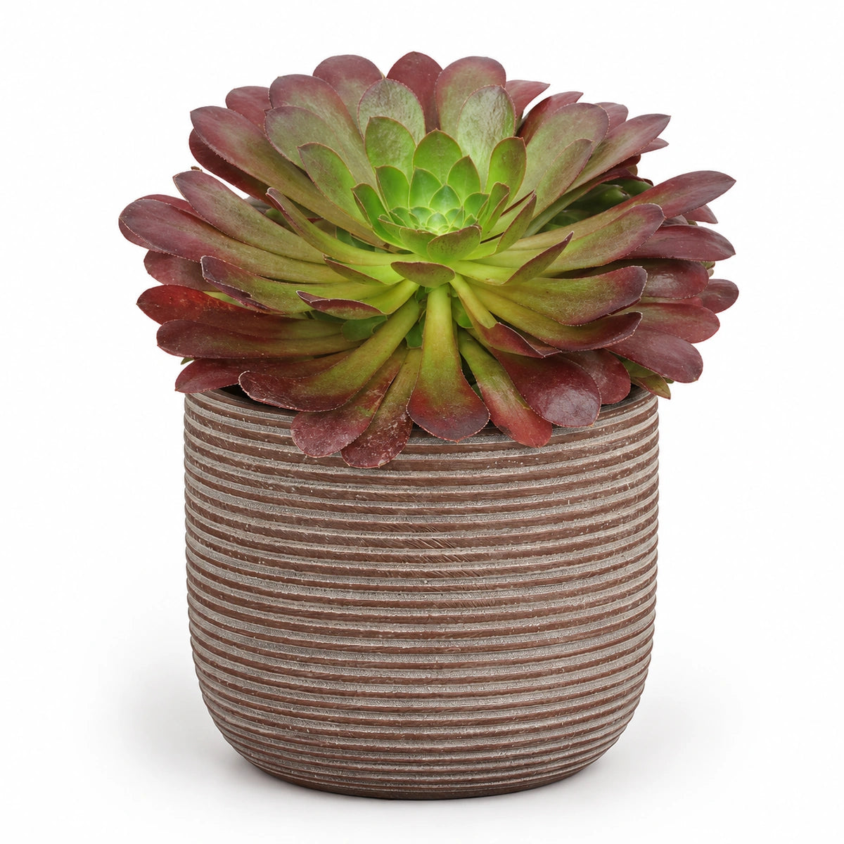 Semponium 'Sienna'® 15cm + Samuel brown 16.5cm (1176187)