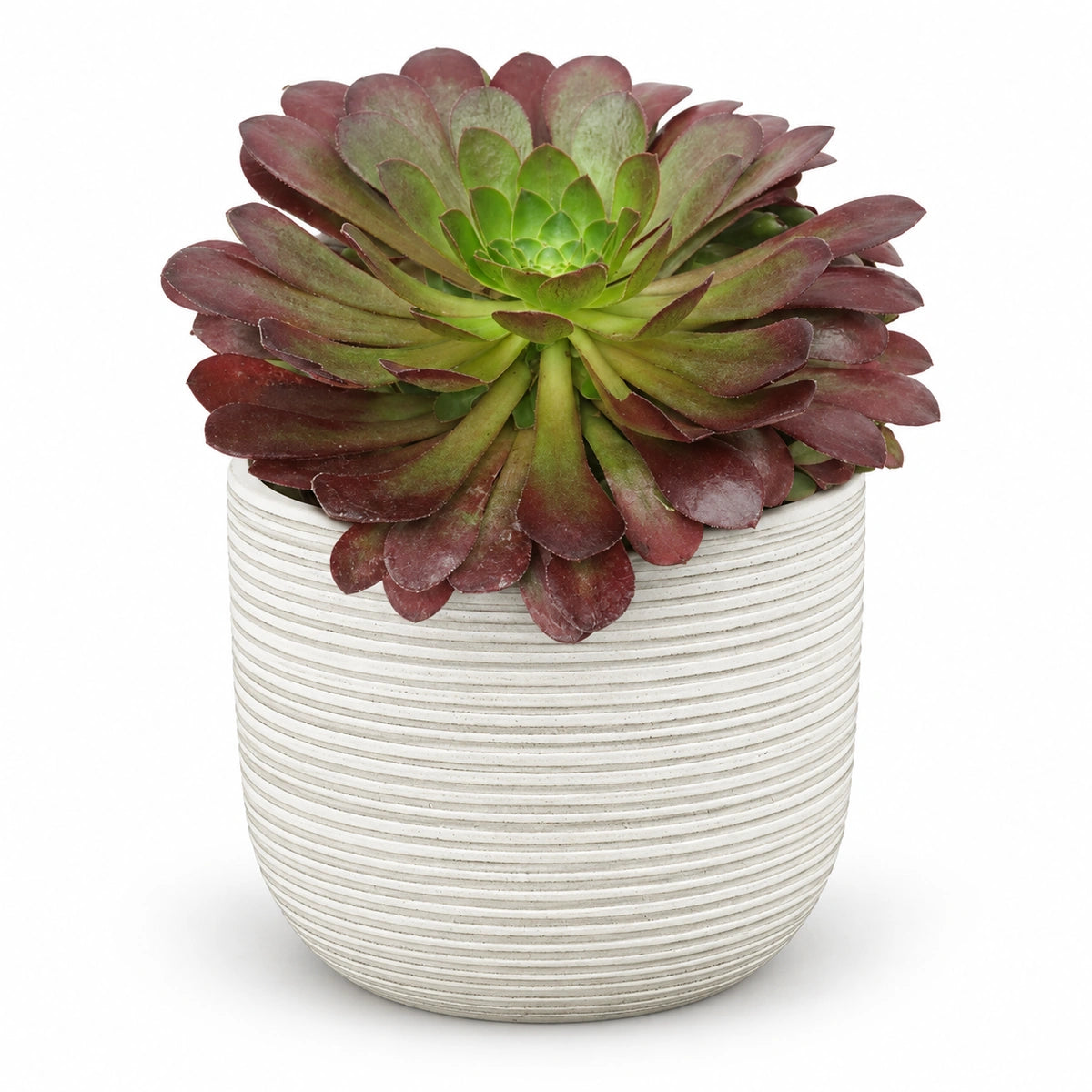 Semponium 'Sienna'® 15cm + Samuel white 16.5cm (1176175)