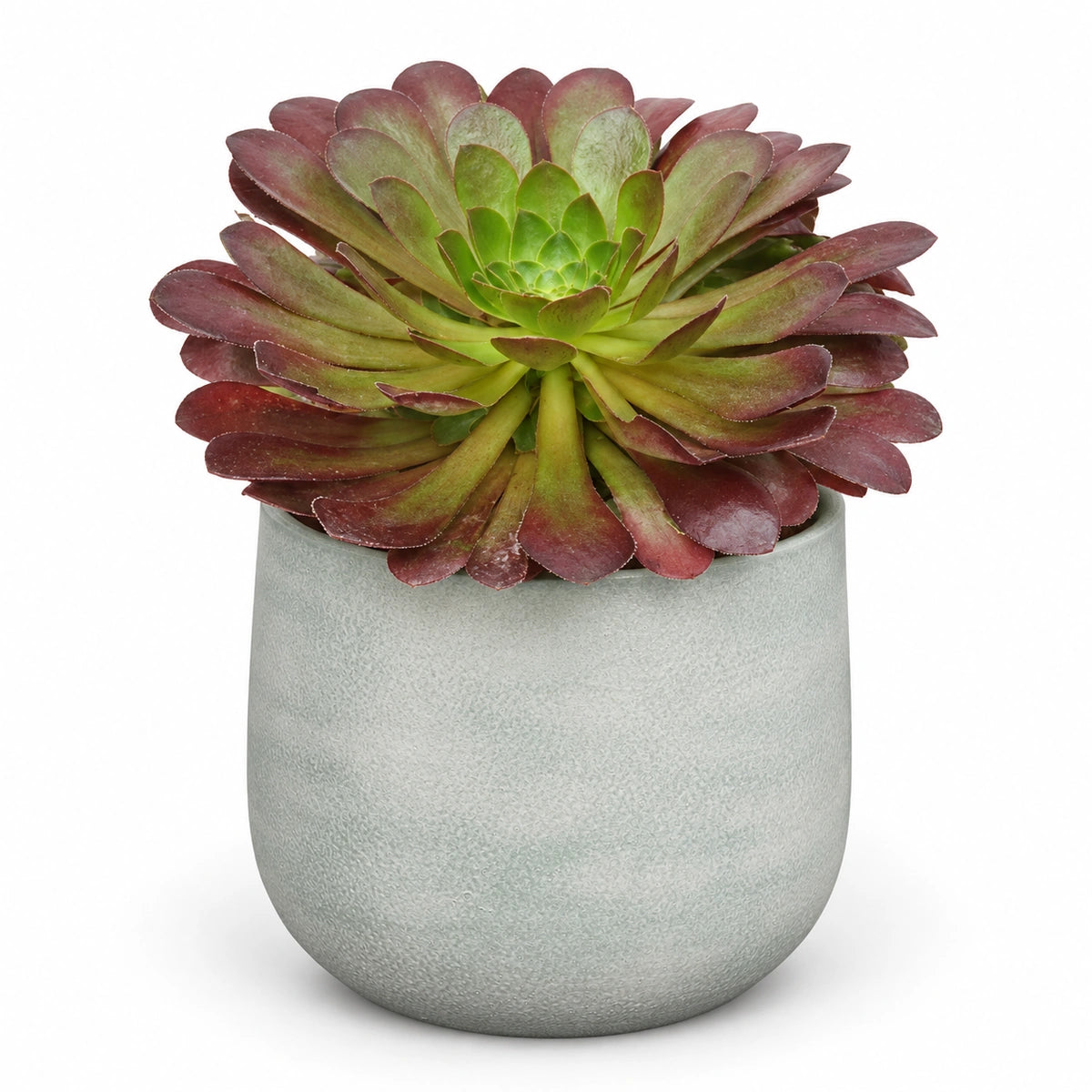 Semponium 'Sienna'® 15cm + Sevilla grey 16cm (1175803)