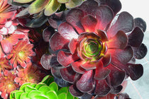 
                  
                    Semponium 'Destiny'® 
                  
                