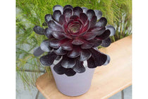 
                  
                    Semponium 'Destiny'®
                  
                