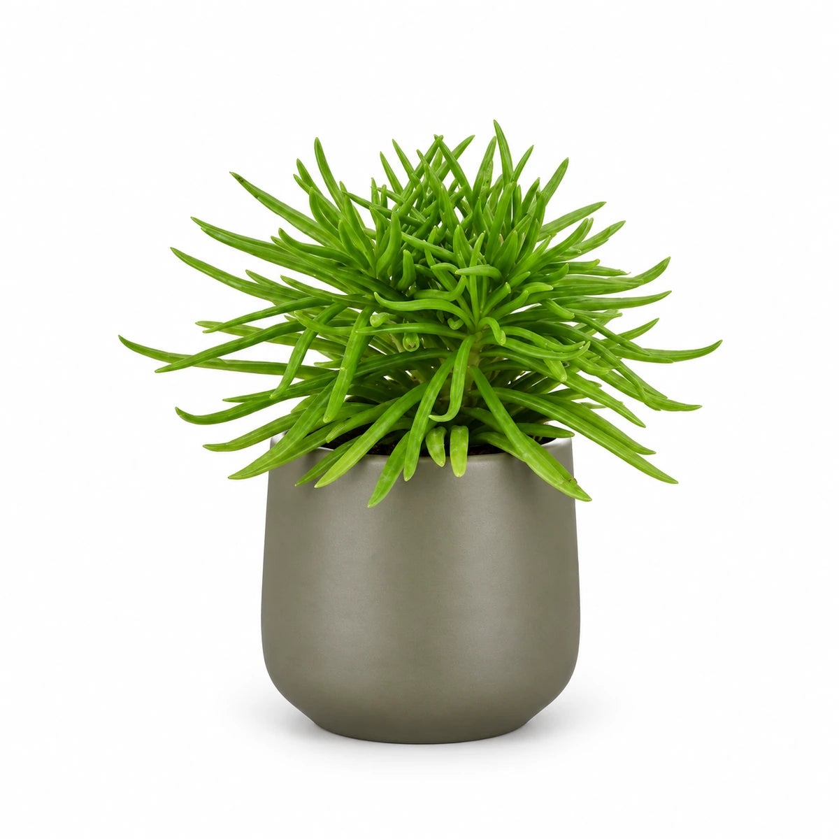 Senecio archeri 5.5cm + Amber green matt 6cm (1094372)