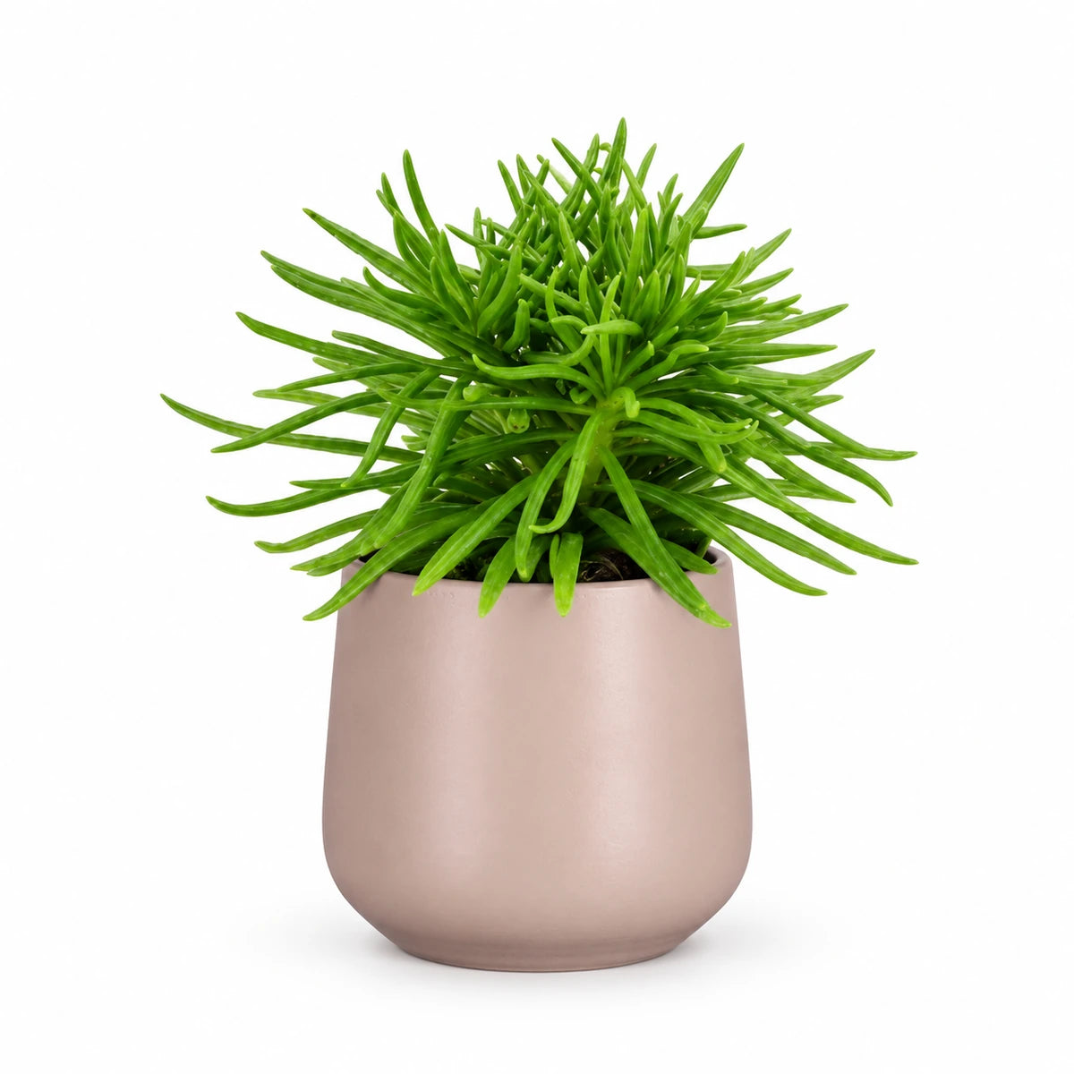 Senecio archeri 5.5cm + Amber l. pink matt 6cm (1094375)