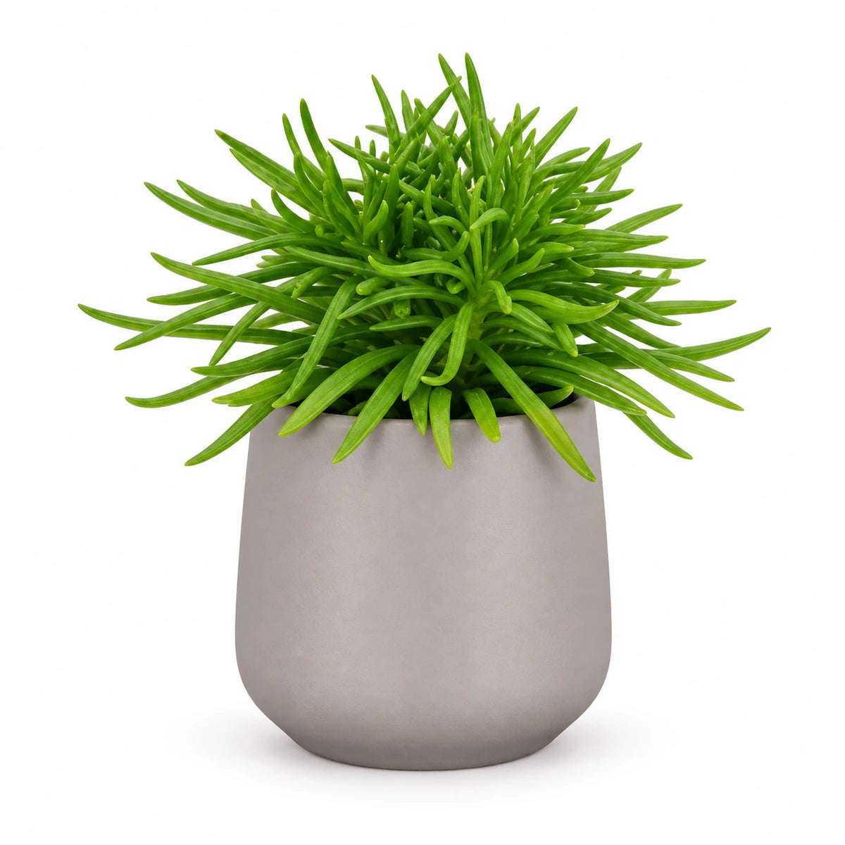 Senecio archeri 5.5cm + Amber taupe matt 6cm (1094366)