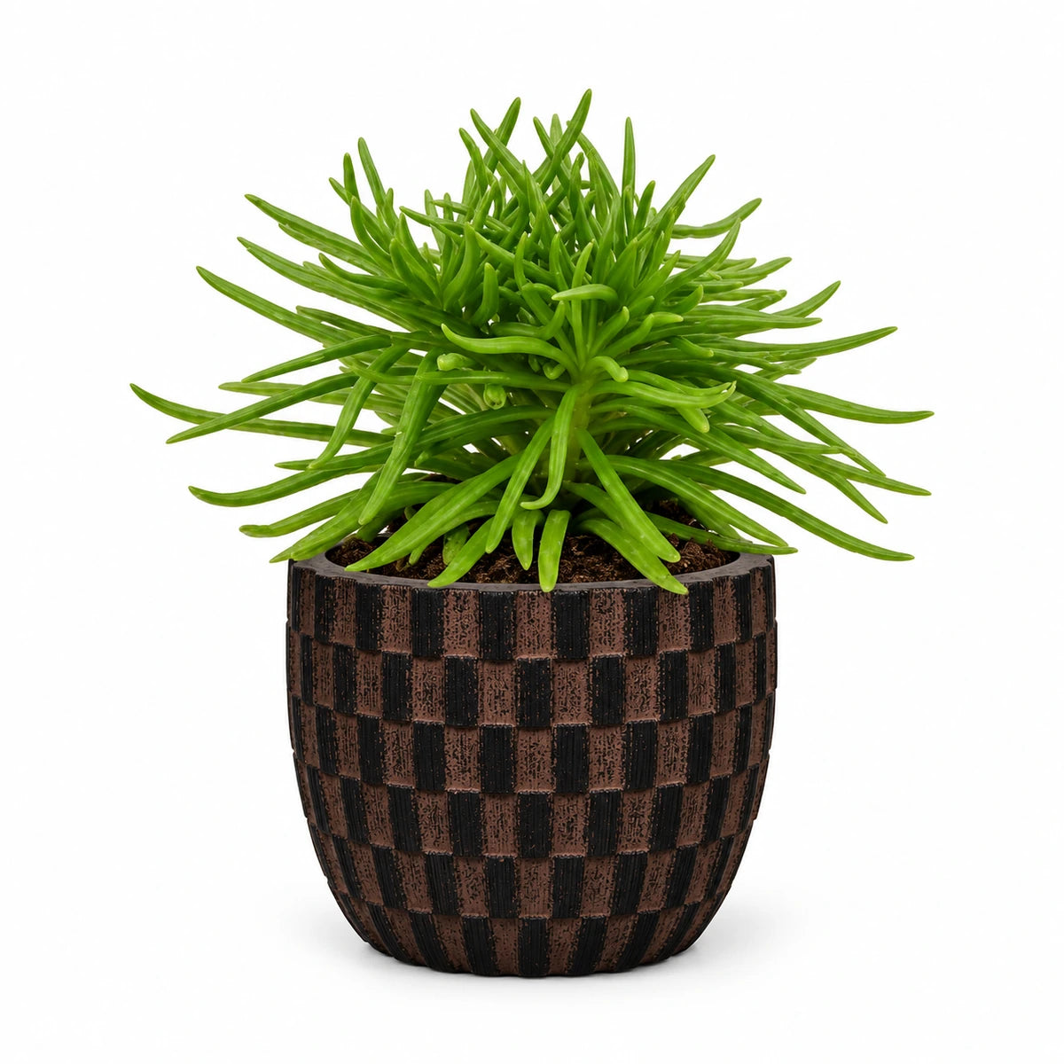 Senecio archeri 5.5cm + Capi Egg wave brown 10cm (BWVB139)