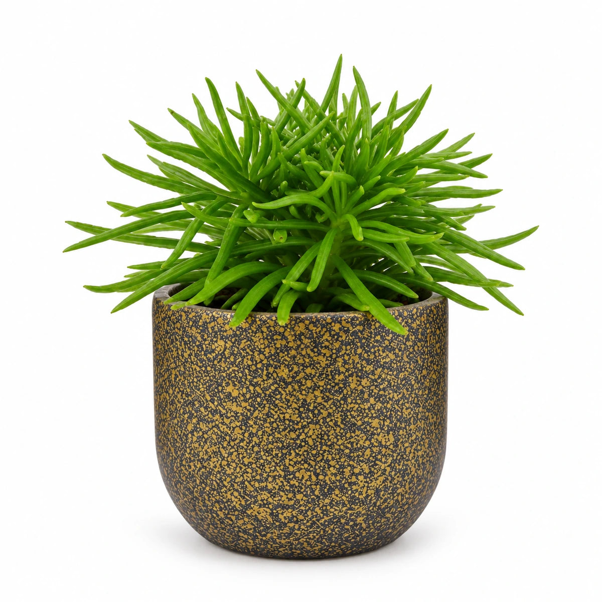 Senecio archeri 5.5cm + Capi Planter ball Terrazzo gold 8cm (BTZG131)