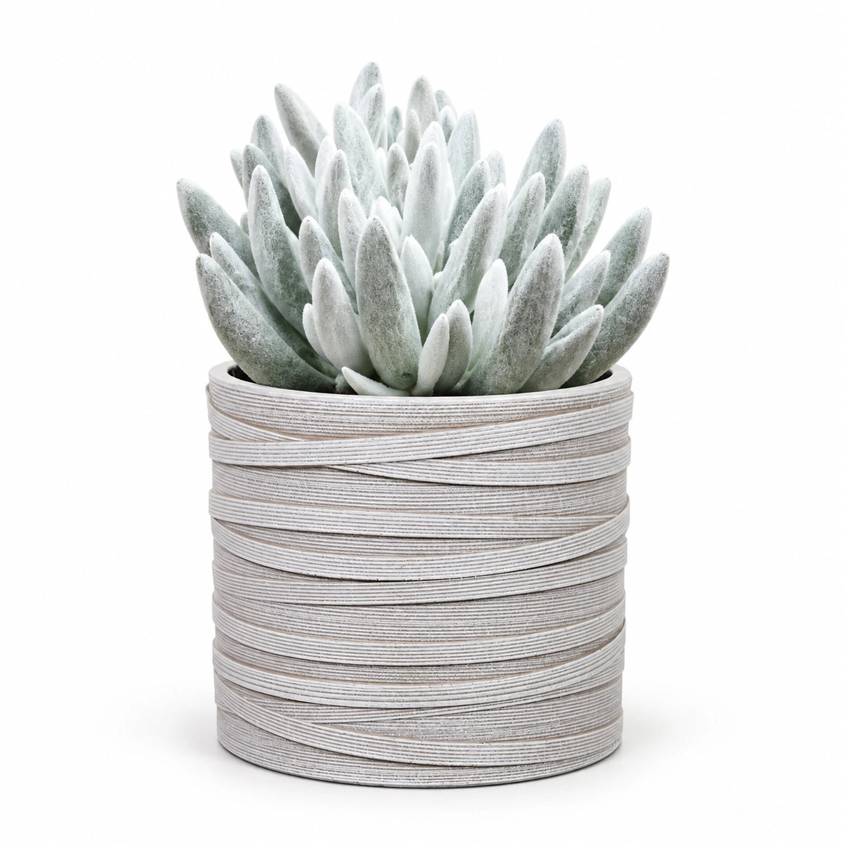 Senecio 'mont blanc' 10.5cm + Capi cylinder loop ivory 12cm (BLPI211)