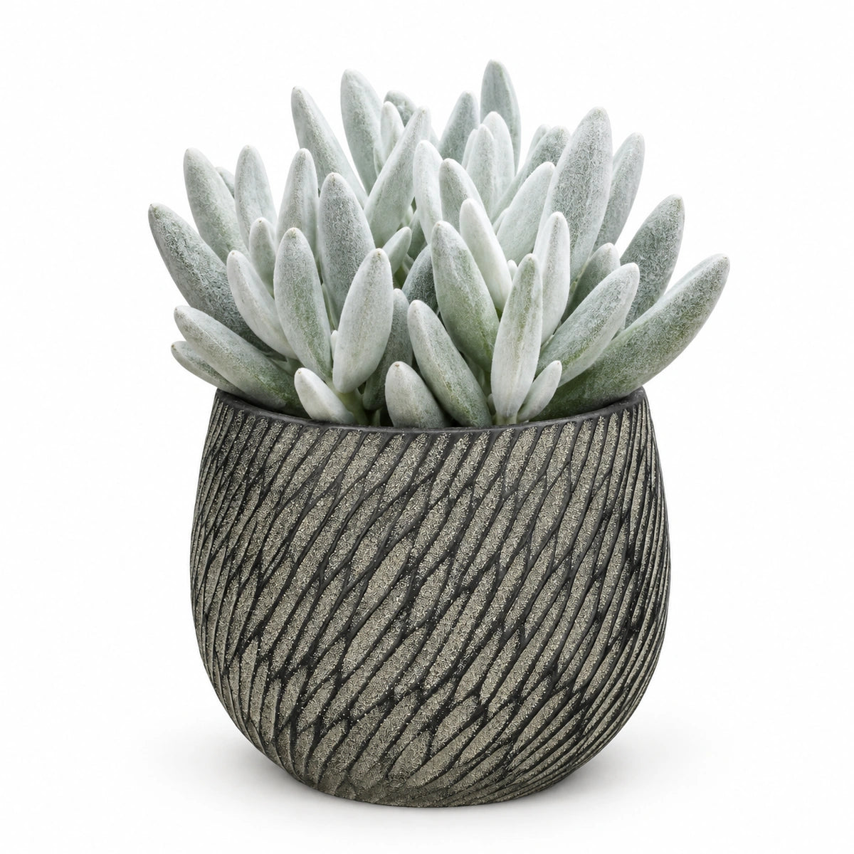 Senecio 'mont blanc' 10.5cm + Elio anthracite 11cm (1163961)