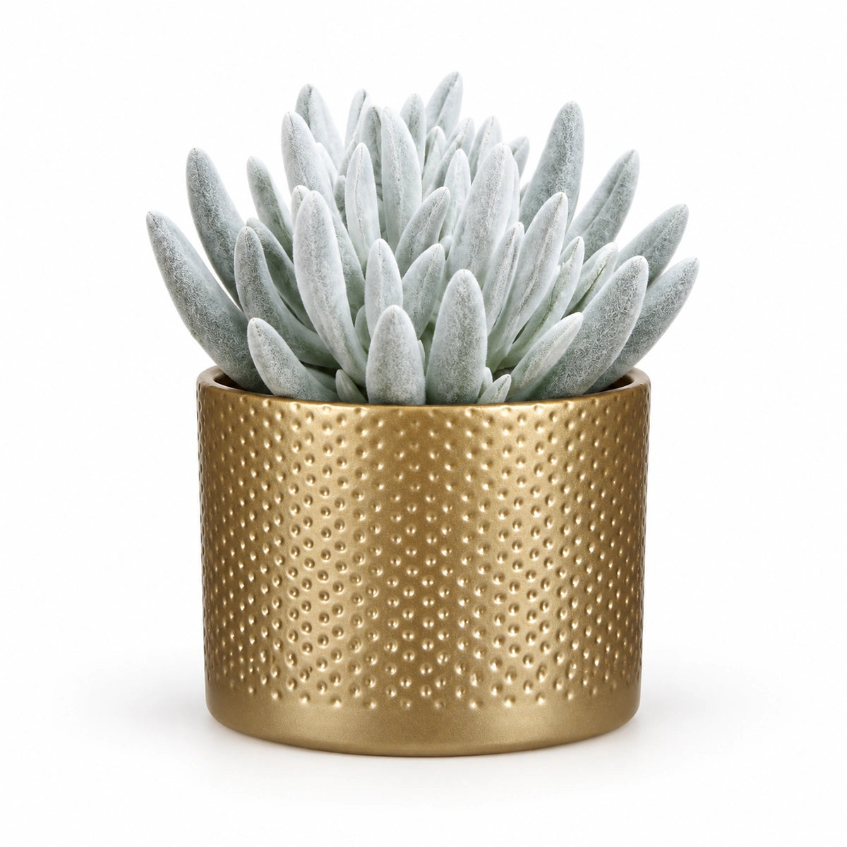 Senecio 'mont blanc' 10.5cm + Era gold relief 10.5cm (1059866)
