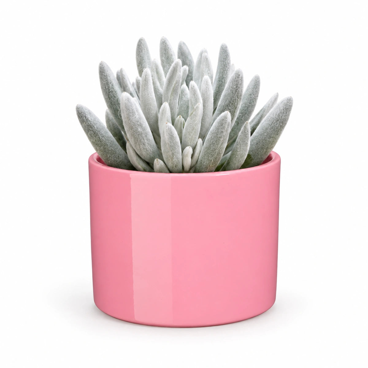 Senecio 'mont blanc' 10.5cm + Era pink 10.5cm (1135536)