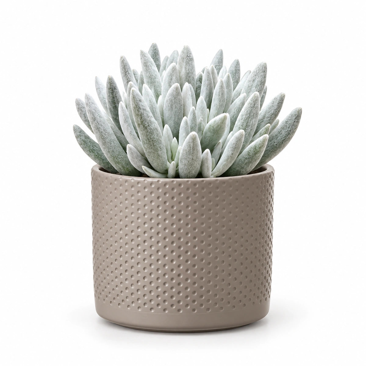 Senecio 'mont blanc' 10.5cm + Era taupe relief 10.5cm (1051626)