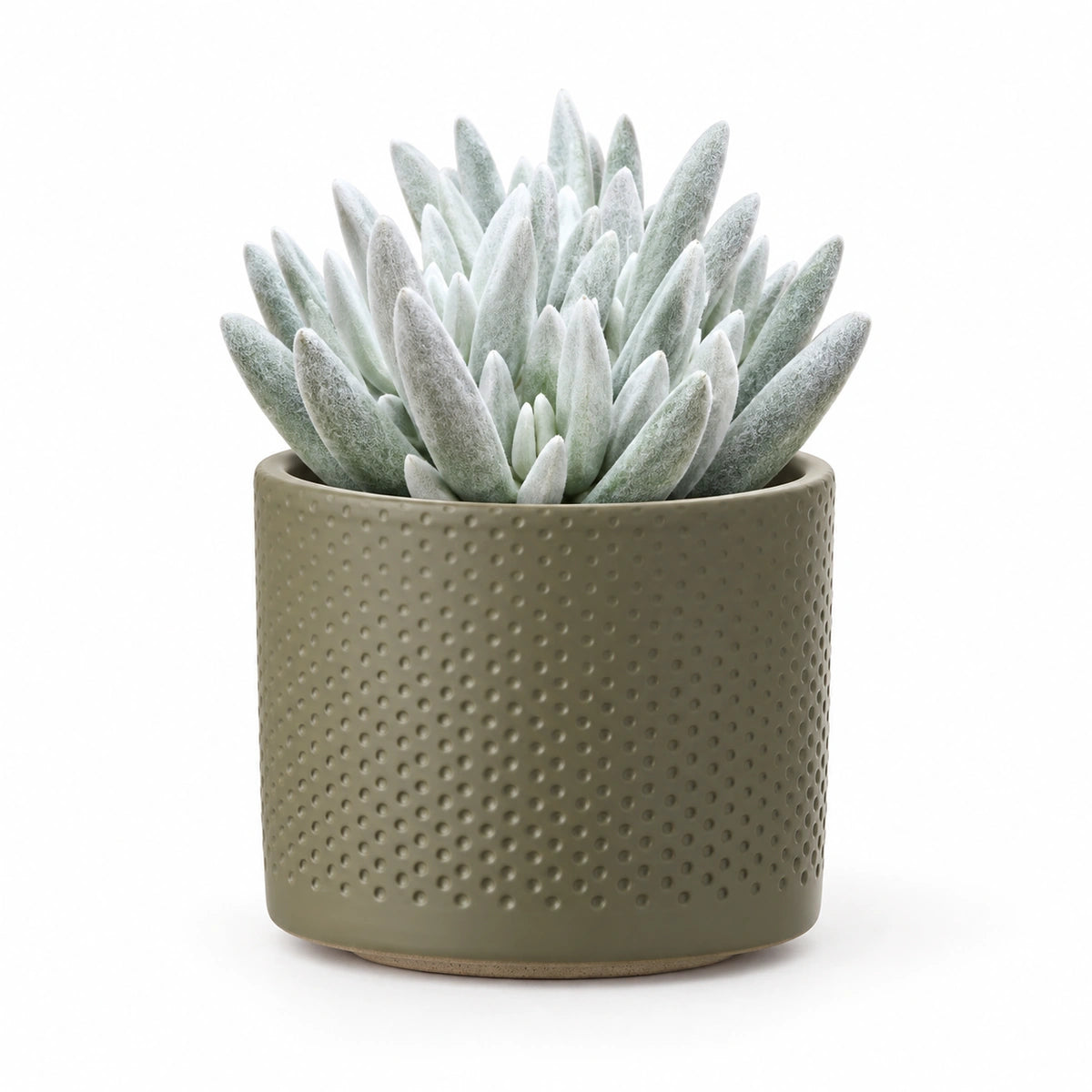 Senecio 'mont blanc' 10.5cm + Era green relief 10.5cm (1051631)