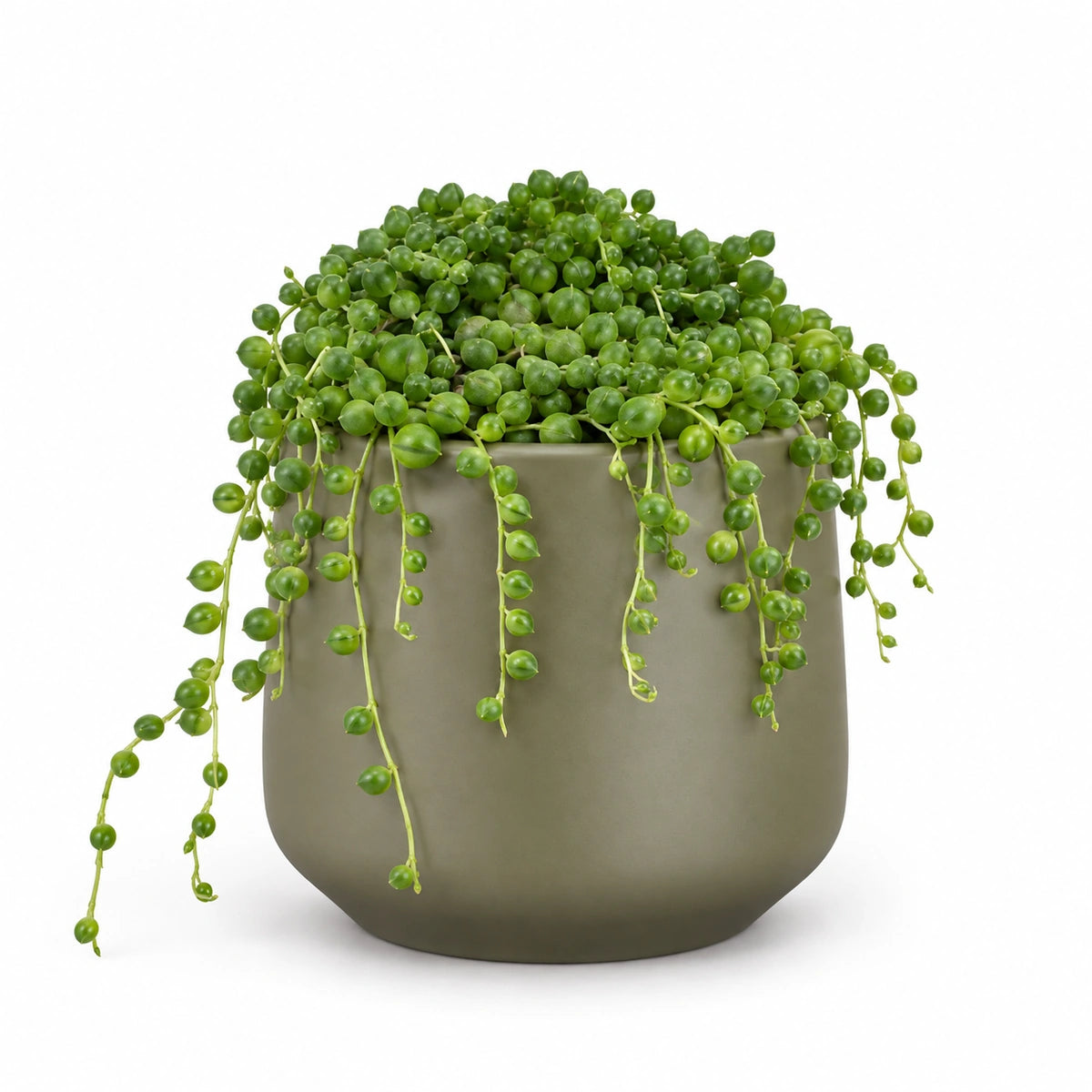 Senecio rowleyanus 12cm + Amber green matt 13cm (1097324)