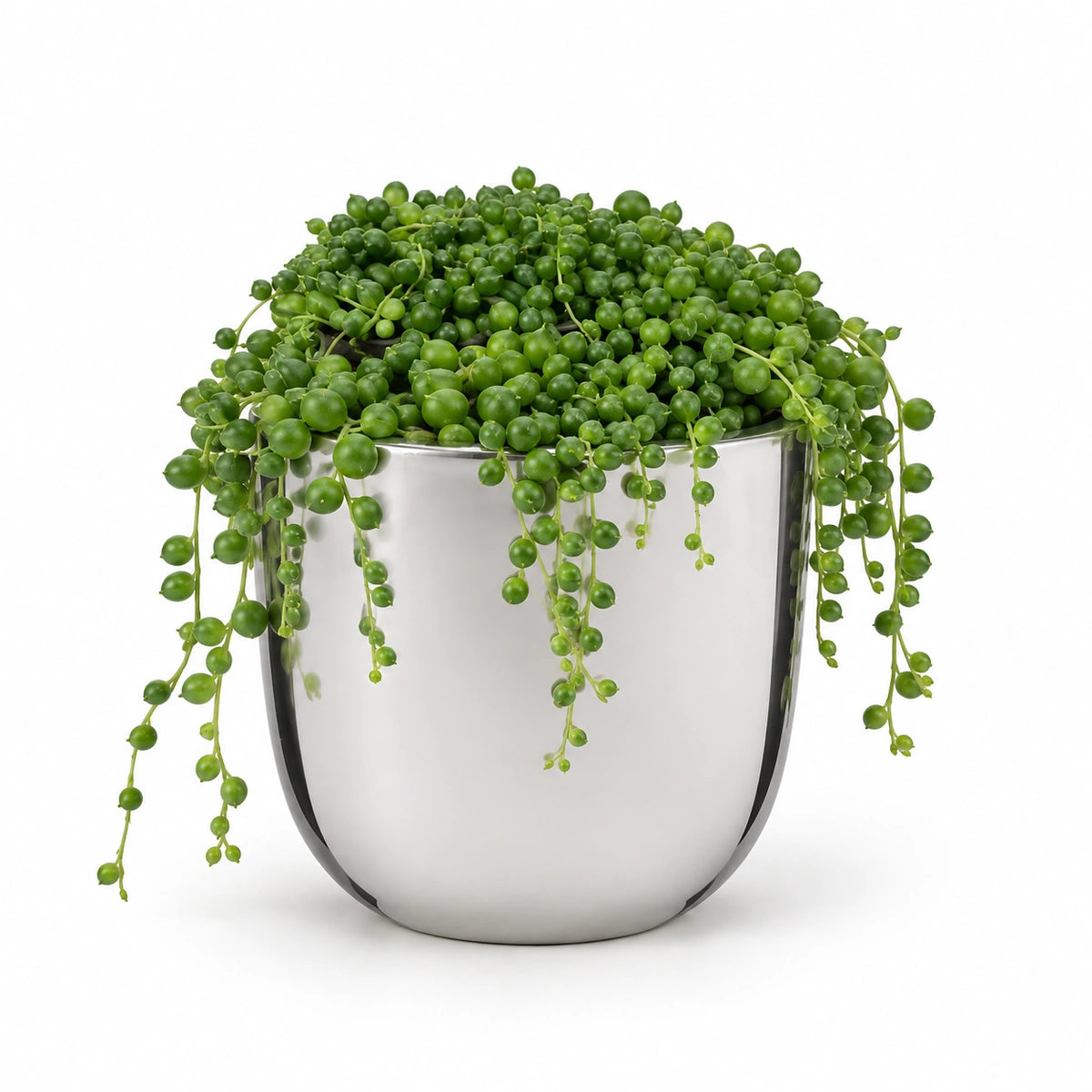 Senecio rowleyanus 12cm + Chaz silver 15.5cm (116702)