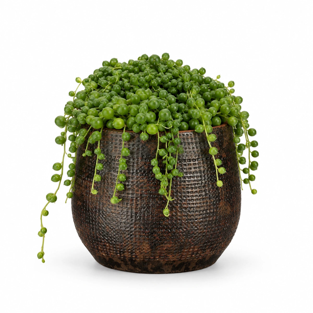Senecio rowleyanus 12cm + Enrique brown 13cm (1157584)