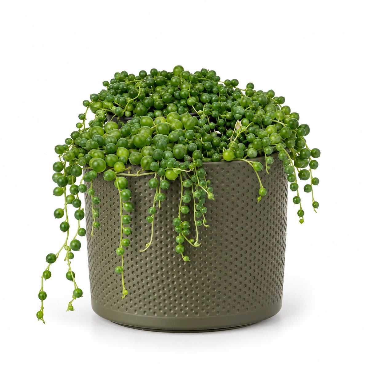 Senecio rowleyanus 12cm + Era green relief 14cm (1051633)