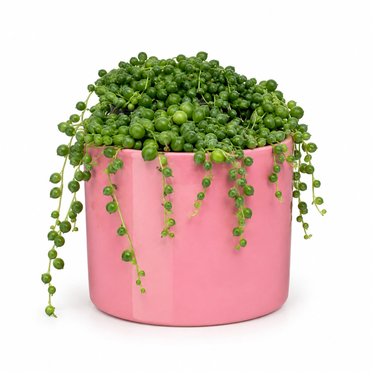 Senecio rowleyanus 12cm + Era pink 12cm (1135539)