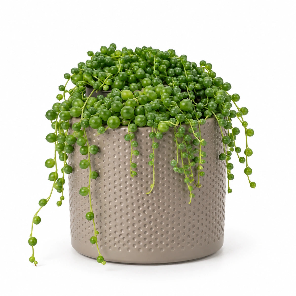Senecio rowleyanus 12cm + Era taupe relief 14cm (1051628)