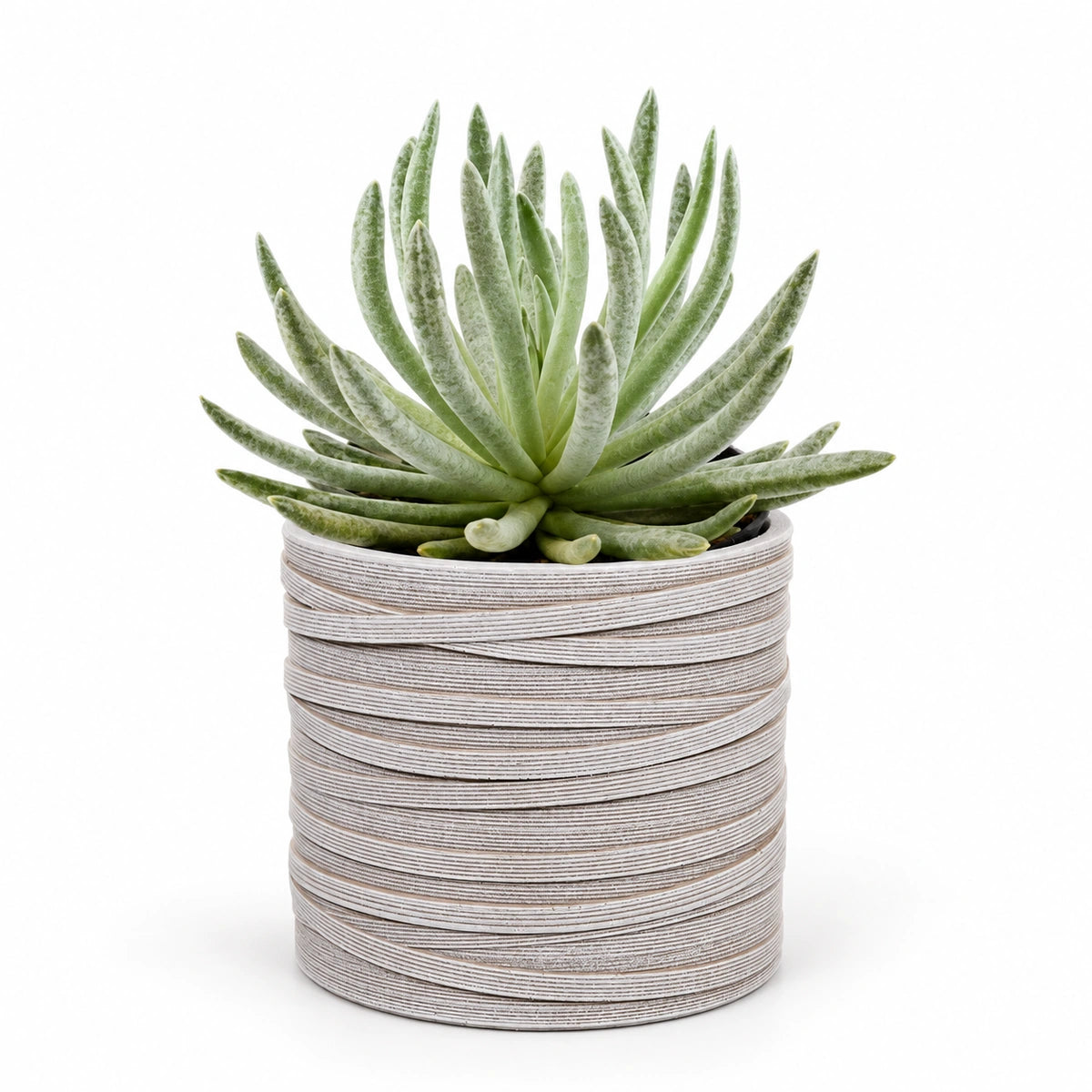 Senecio scaposus 10.5cm + Capi cylinder loop ivory 12cm (BLPI211)
