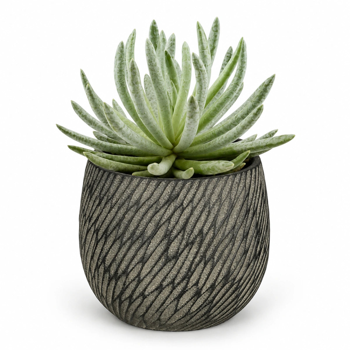 Senecio scaposus 10.5cm + Elio anthracite 11cm (1163961)