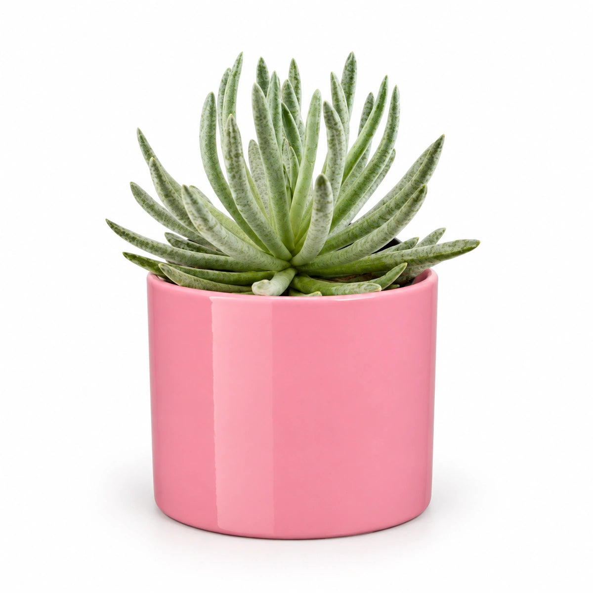 Senecio scaposus 10.5cm + Era pink 10.5cm (1135536)