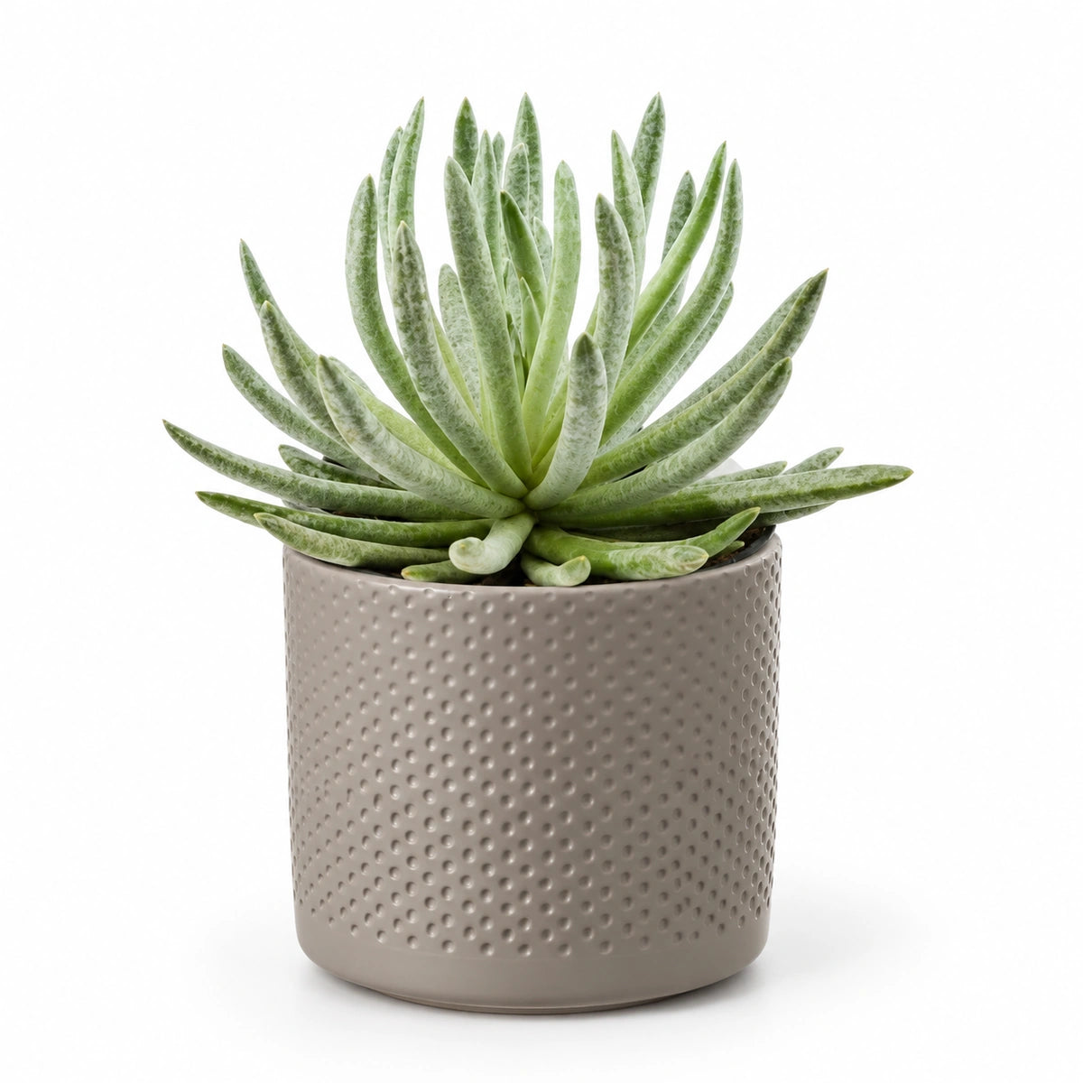 Senecio scaposus 10.5cm + Era taupe relief 10.5cm (1051626)