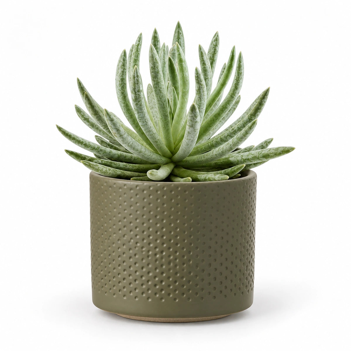 Senecio scaposus 10.5cm + Era green relief 10.5cm (1051631)