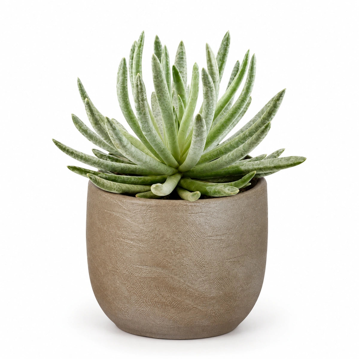 Senecio scaposus 10.5cm + Nora taupe 11cm (1074611)