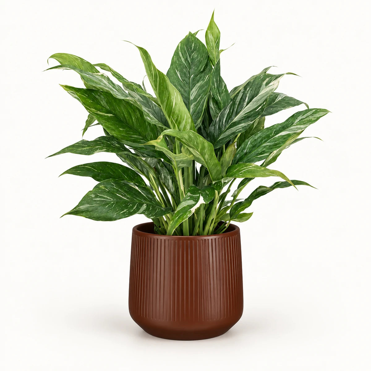 Spathiphyllum 'Diamond Variegata' 14cm + Amber d. brown vertical 15cm (1133757)