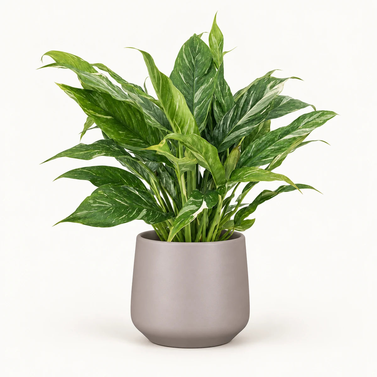 Spathiphyllum 'Diamond Variegata' 14cm + Amber taupe matt 15cm (1087666)