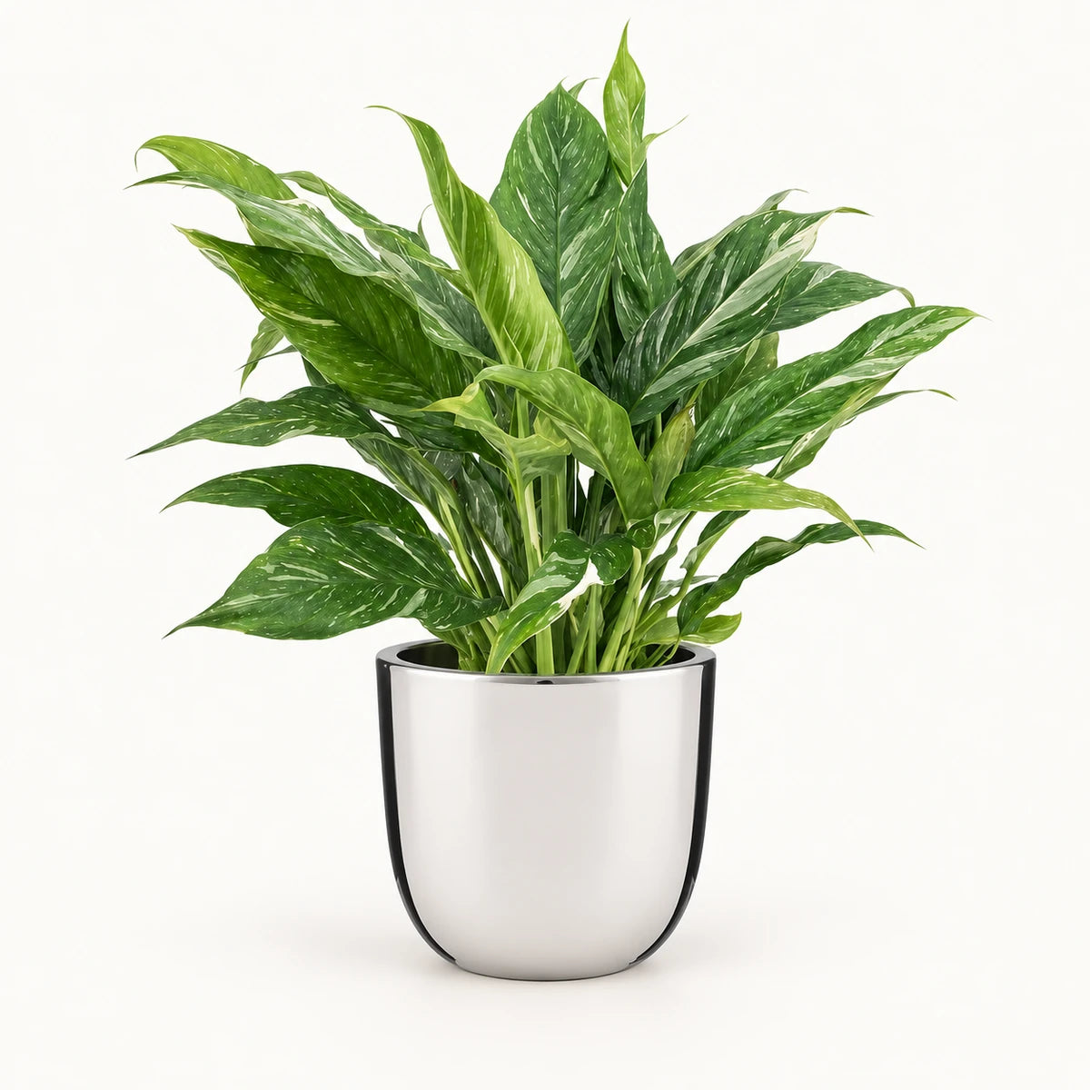 Spathiphyllum 'Diamond Variegata' 14cm + Chaz silver 15.5cm (116702)