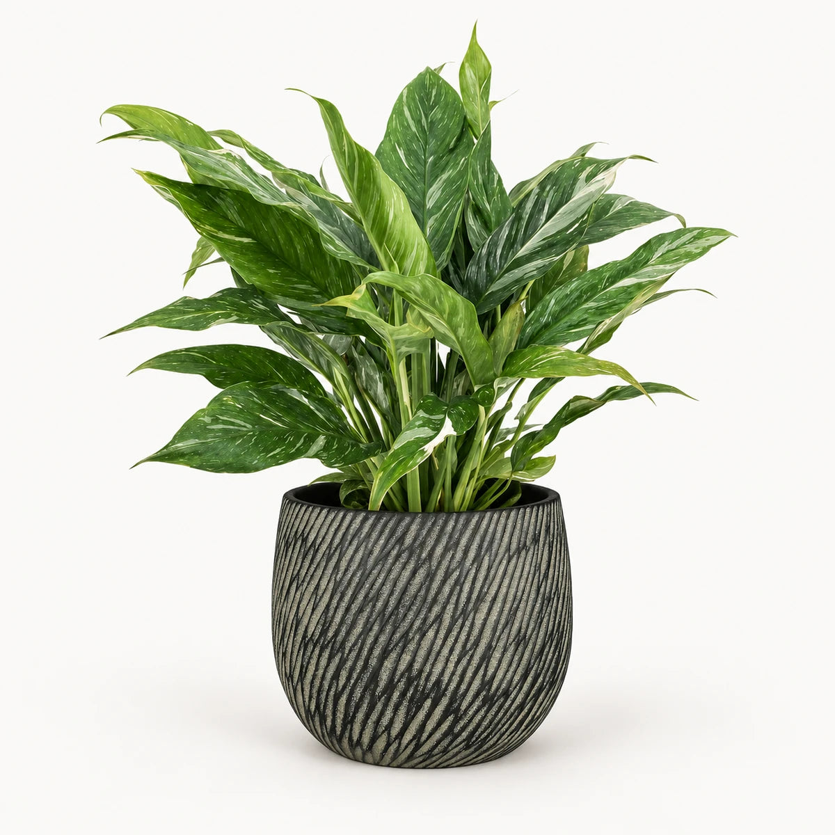 Spathiphyllum 'Diamond Variegata' 14cm + Elio anthracite 14.5cm (1163963)