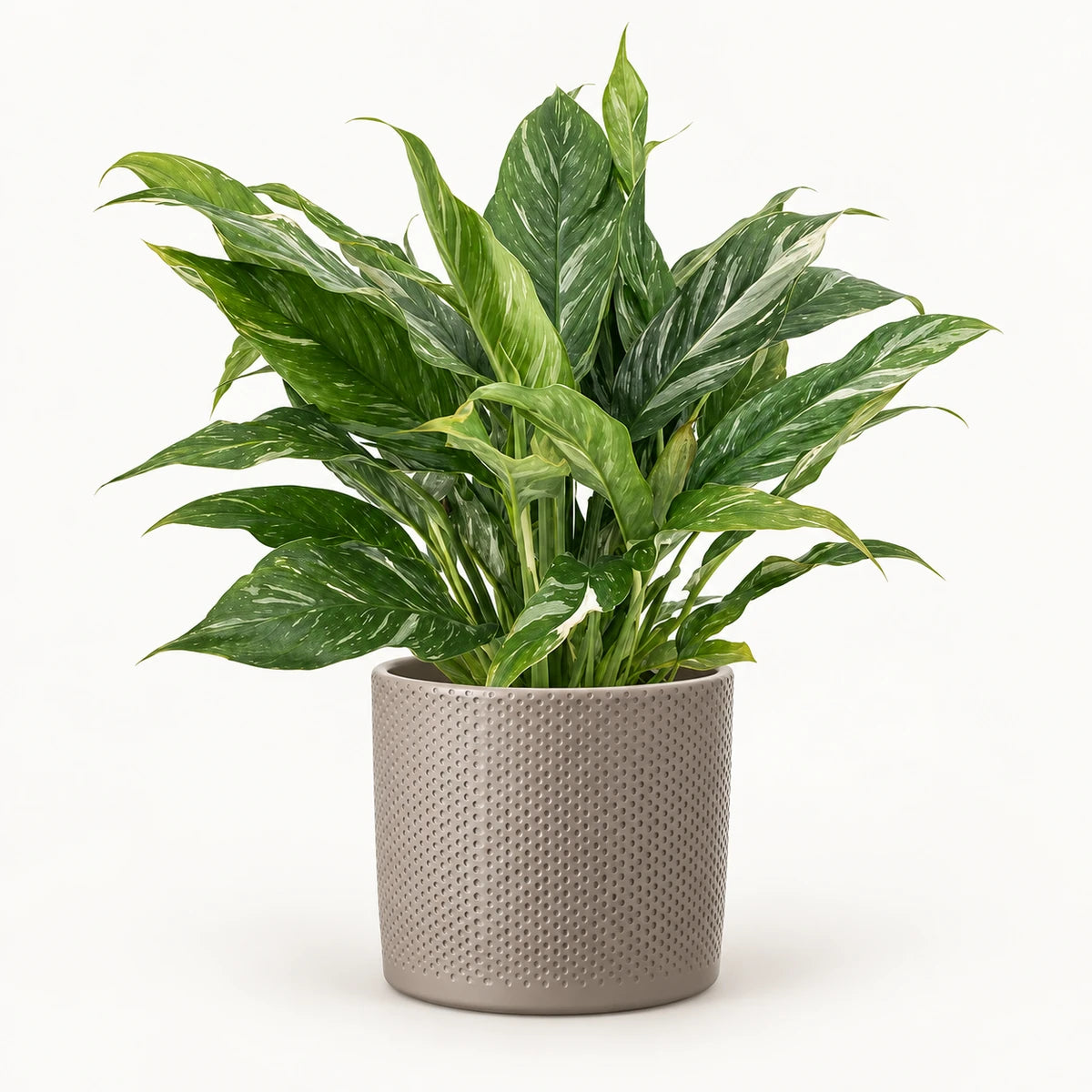 Spathiphyllum 'Diamond Variegata' 14cm + Era taupe relief 15.5cm (1051629)