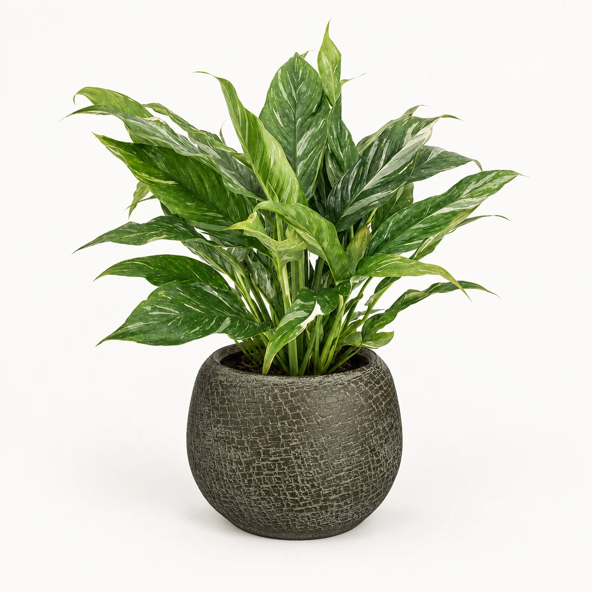 Spathiphyllum 'Diamond Variegata' 14cm + Raquel green 19cm