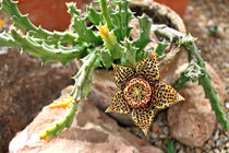 
                  
                    Stapelia variegata
                  
                