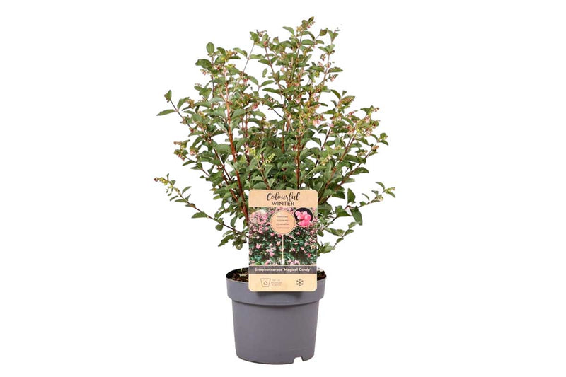 Symphoricarpos 'Magical Candy'® 19cm