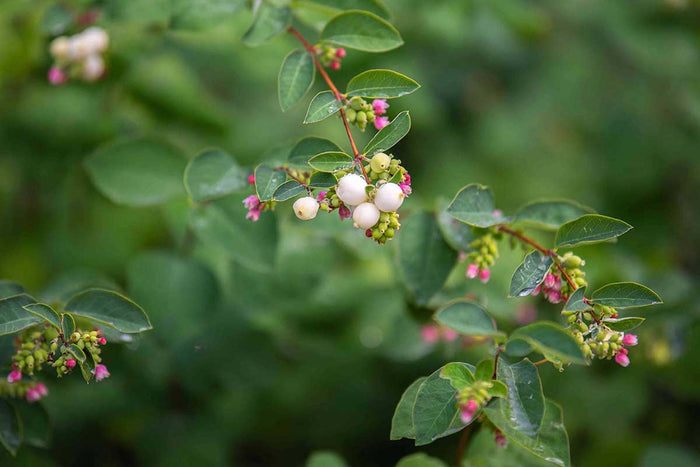 Symphoricarpos 'Magical Candy'® 19cm