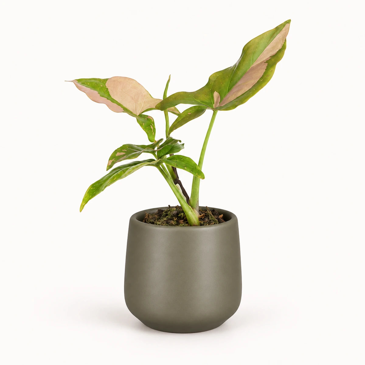 Syngonium 'pink splash' 6cm + Amber green matt 6cm (1094372)
