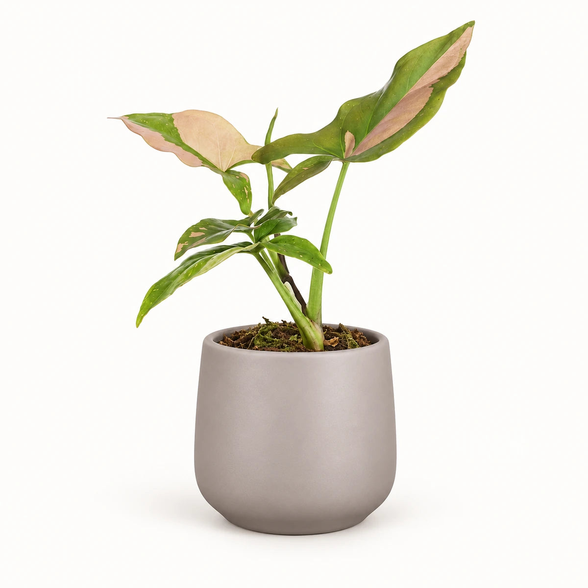 Syngonium 'pink splash' 6cm + Amber taupe matt 6cm (1094366)