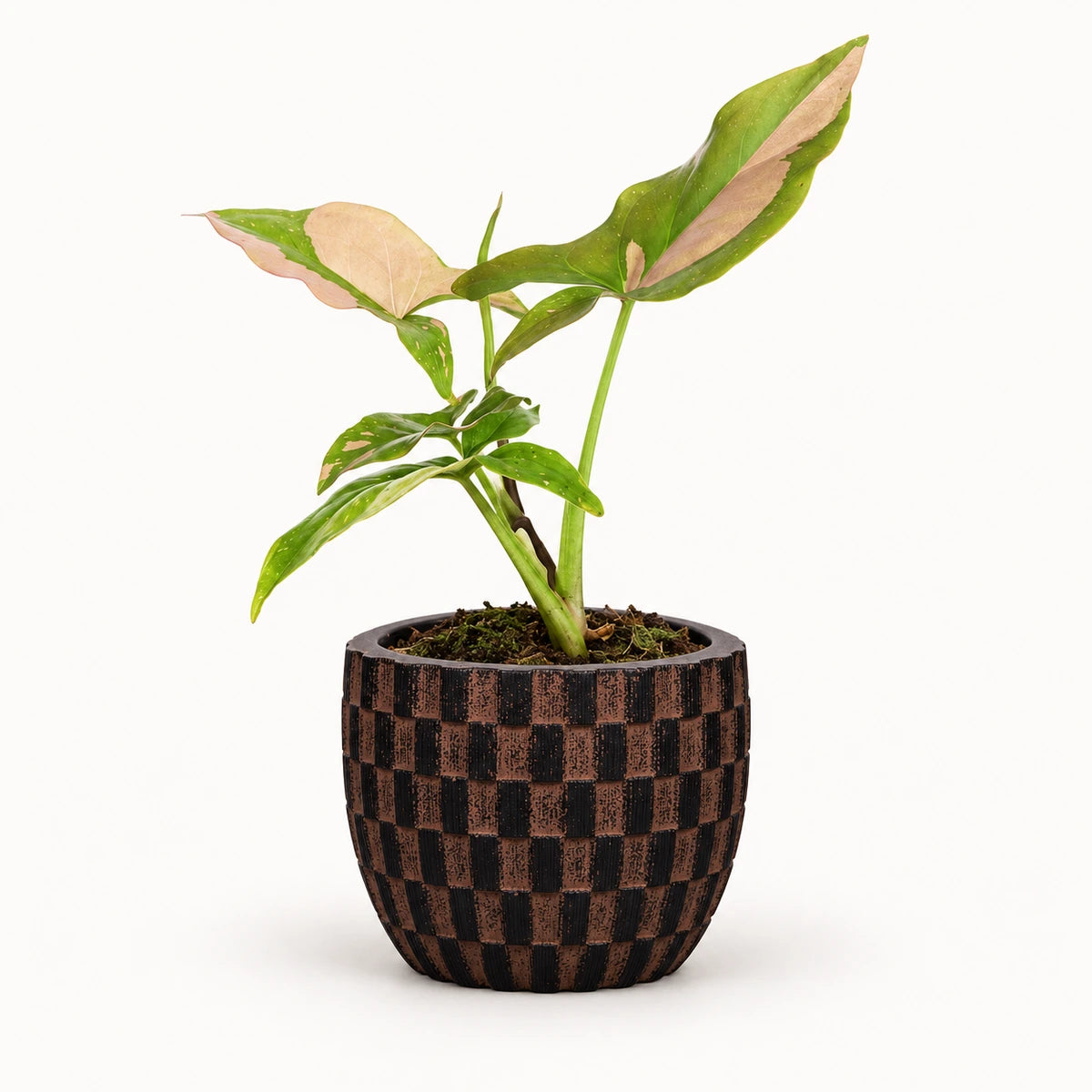 Syngonium 'pink splash' 6cm + Capi Egg wave brown 10cm (BWVB139)