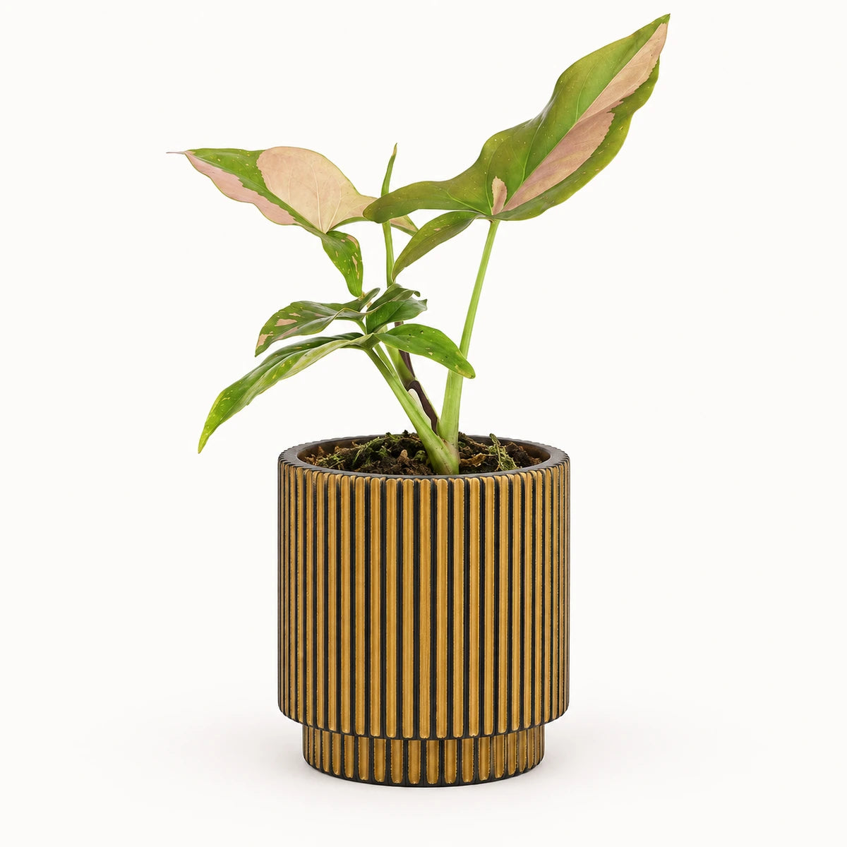 Syngonium 'pink splash' 6cm + Capi Vase cylinder groove black-gold 8cm (BGVGB311)