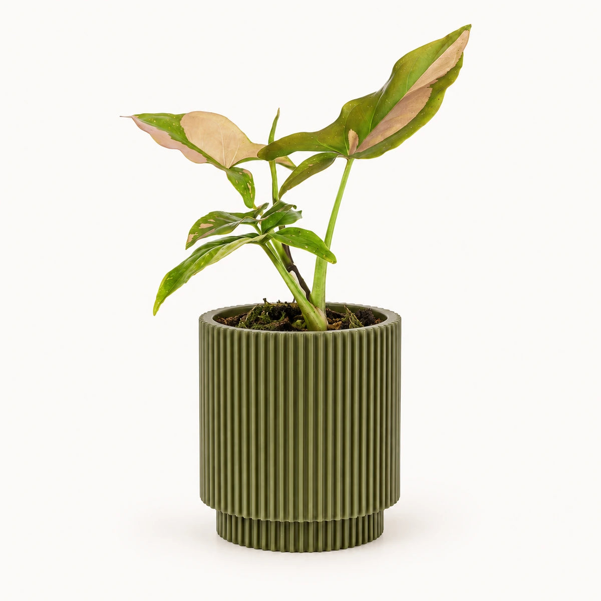 Syngonium 'pink splash' 6cm + Capi Vase cylinder groove green 8cm (BGVGN311)