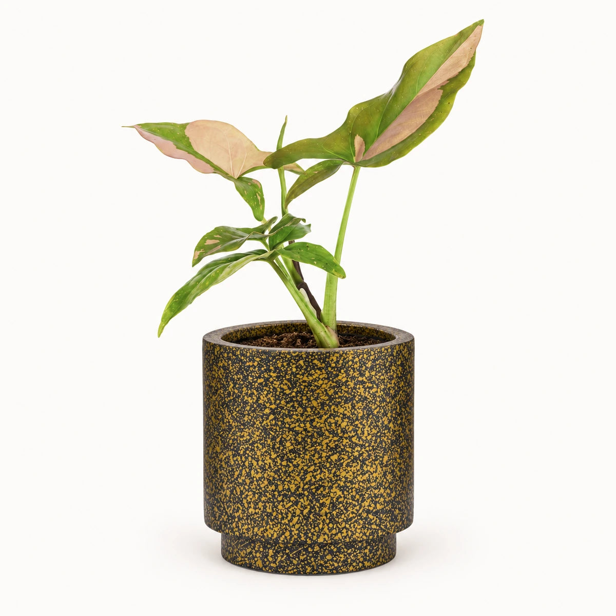 Syngonium 'pink splash' 6cm + Capi Vase cylinder Terrazzo gold 8cm (BTZG311)