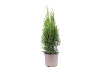 
                  
                    Thuja occidentalis 'Smaragd' 17cm — αρχική φωτογραφία προμηθευτή.
                  
                