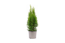 
                  
                    Thuja occidentalis Smaragd σε γλάστρα, με όρθια κωνική κόμη.
                  
                