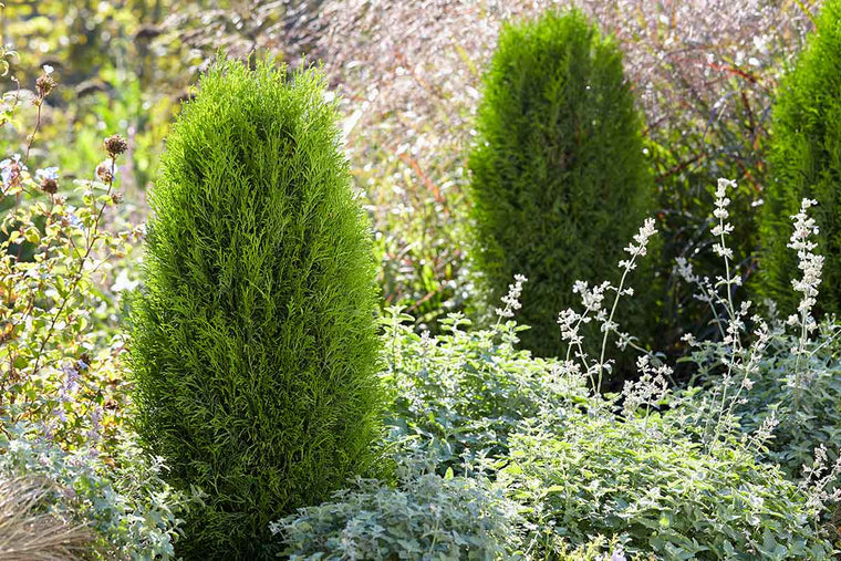 Thuja 'Totem Smaragd'® 19cm