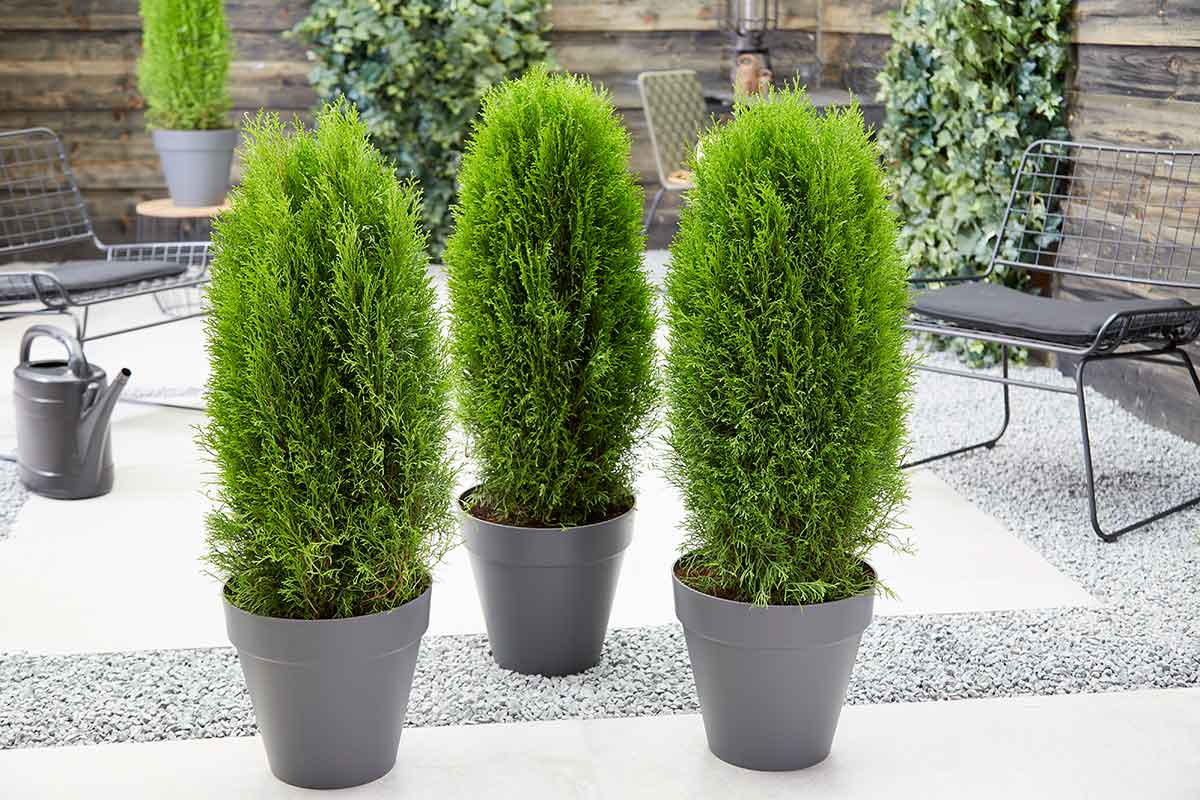 Thuja 'Totem Smaragd'® 19cm