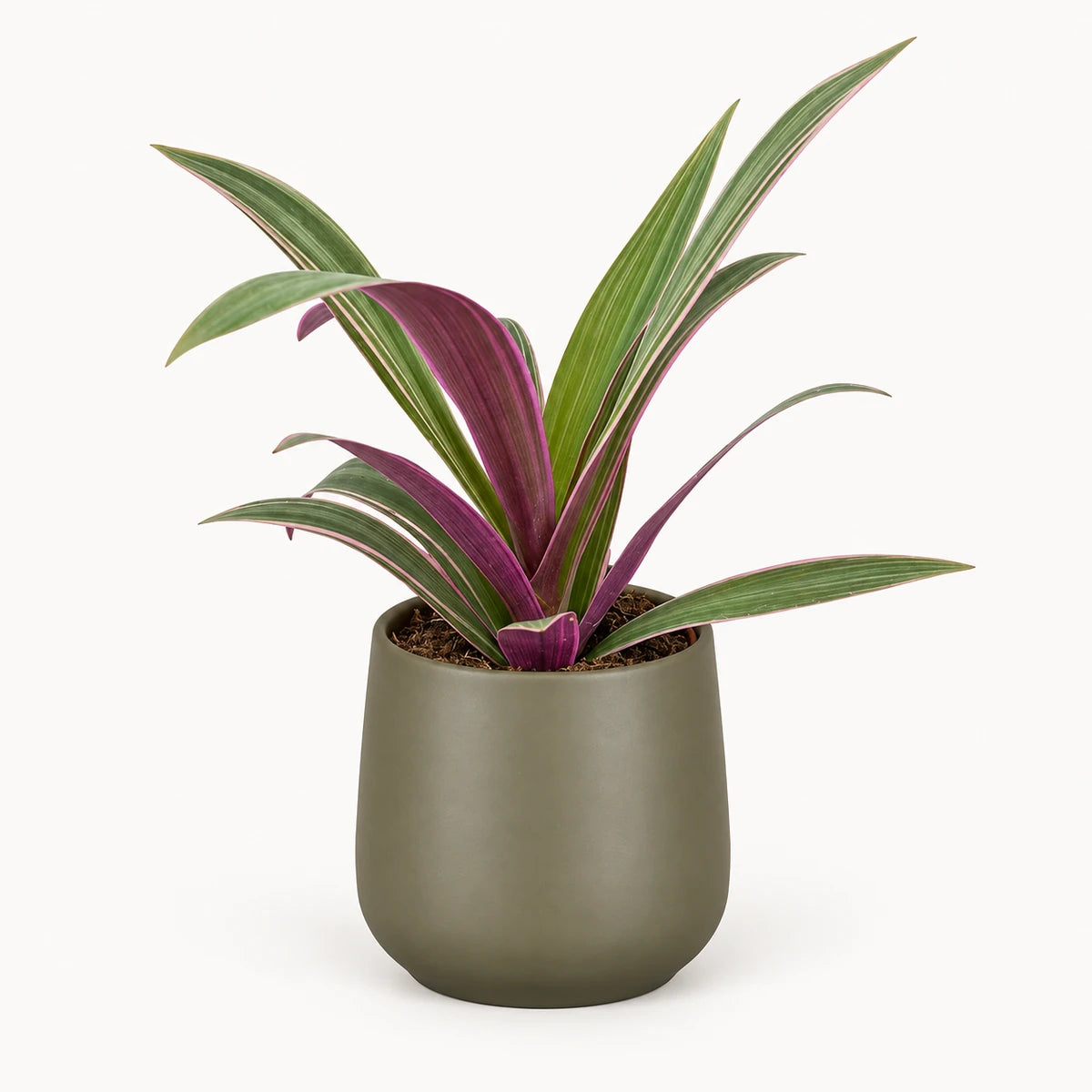 Tradescantia sitara 9cm + Amber green matt 8.5cm (1087670)