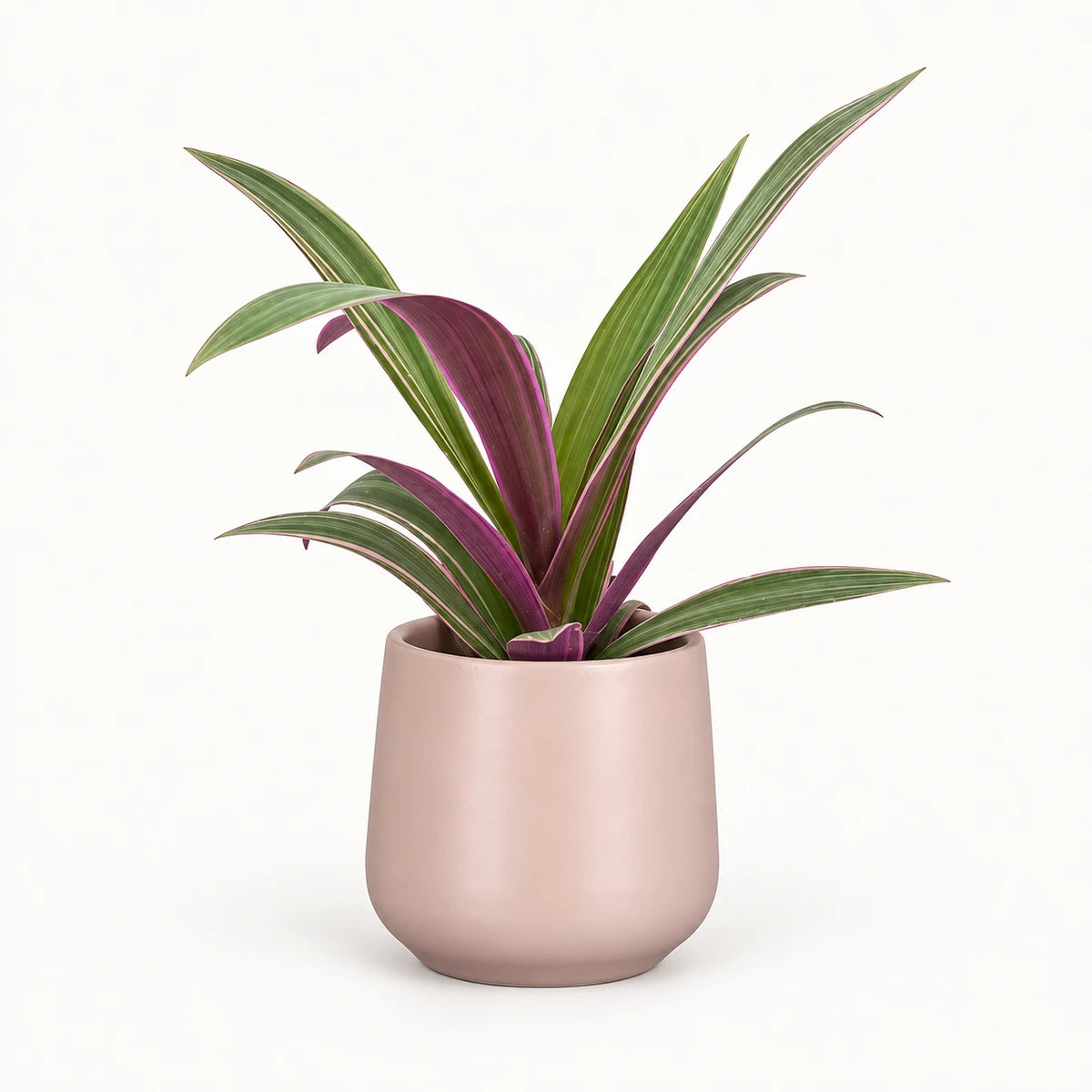 Tradescantia sitara 9cm + Amber l. pink matt 8.5cm (1094376)